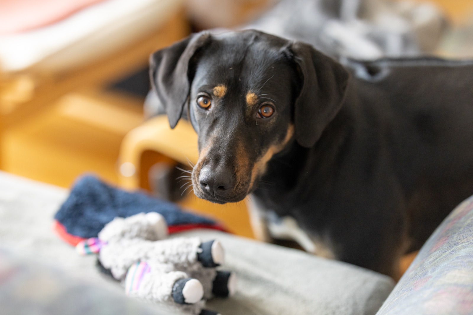 Hundeporträt: schwarzbrauner Hund mit aufmerksamem Blick im Wohnzimmer