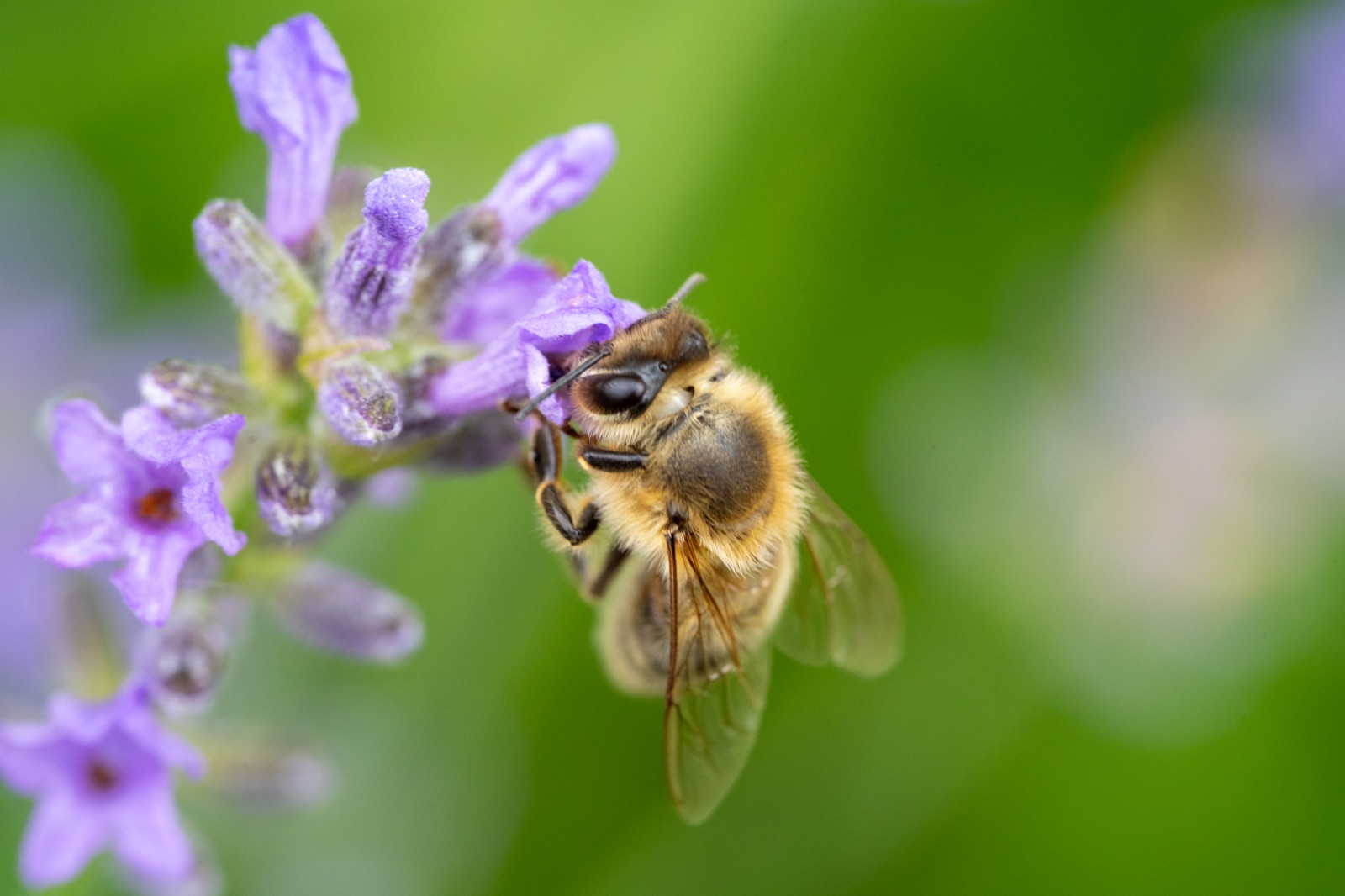 Makroaufnahme einer Biene auf blühendem Lavendel